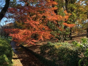 松風公園の紅葉とせせらぎ