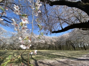 岩鼻運動公園芝生広場の桜
