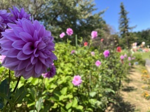 東松山ぼたん園のダリア