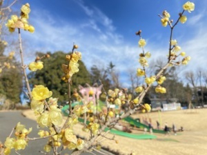 東松山ぼたん園のロウバイ