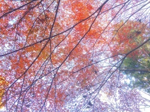 紅葉下から＿物見山公園