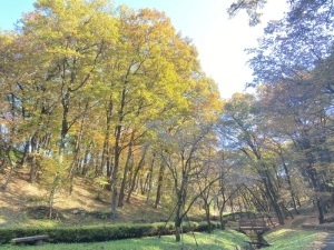 紅葉ケヤキ＿物見山公園