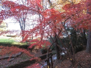 千年谷公園紅葉