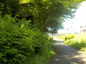 七清水せせらぎ緑道の園路の画像