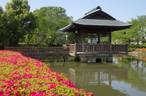 上沼公園のつつじ