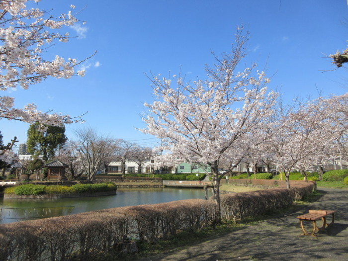 下沼公園の桜