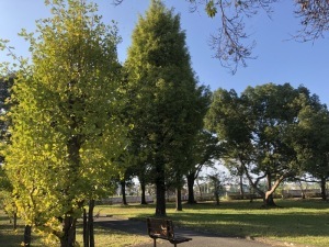 五領町近隣公園のイチョウ