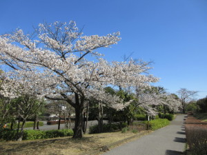 千年谷公園の桜