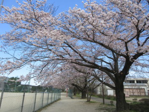 唐子中央公園の桜