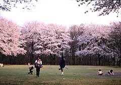 物見山公園の写真