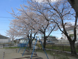 東平松原街区公園の桜