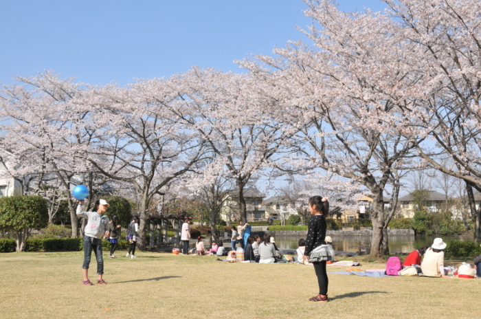 松風公園花