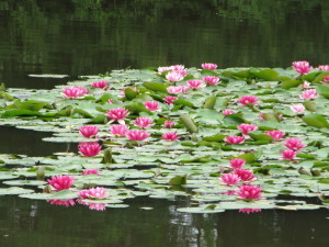 松風公園のスイレン