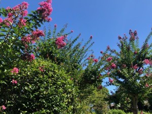 サルスベリ_殿山南公園