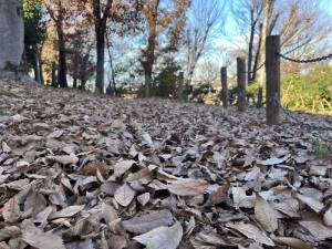 五領沼公園の遊歩道