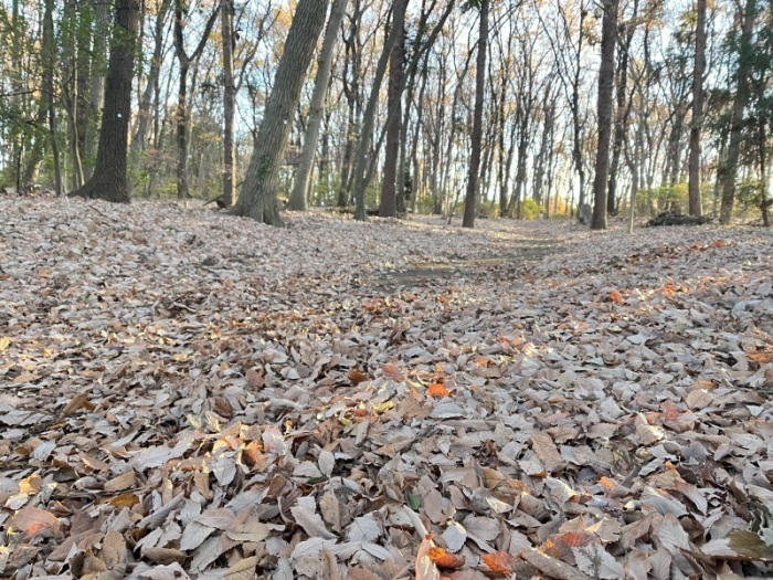 岩鼻運動公園の落ち葉
