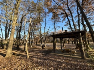 岩鼻運動公園のあずまやと落ち葉