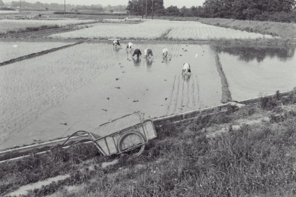 1961年の田園風景の写真