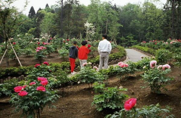 1988年の野田ぼたん公園の様子