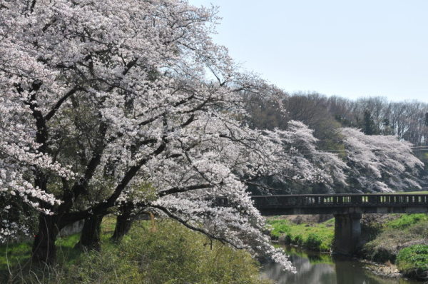 滑川と下橋の桜の写真