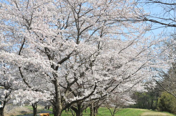 北中学校滑川沿いの桜の写真