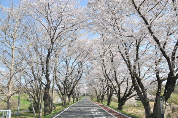 市の川小学校の桜の写真