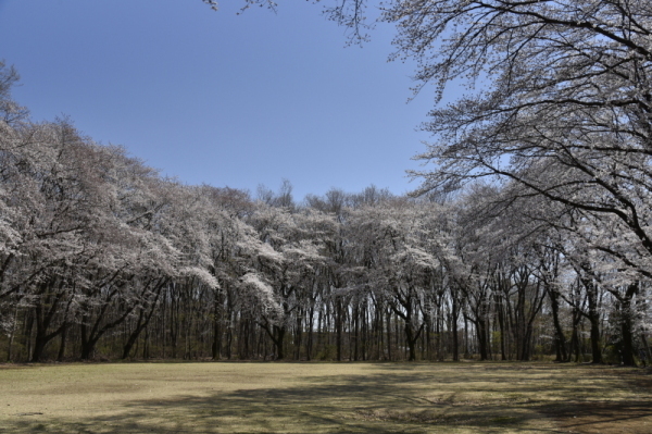 岩鼻運動公園の桜の写真