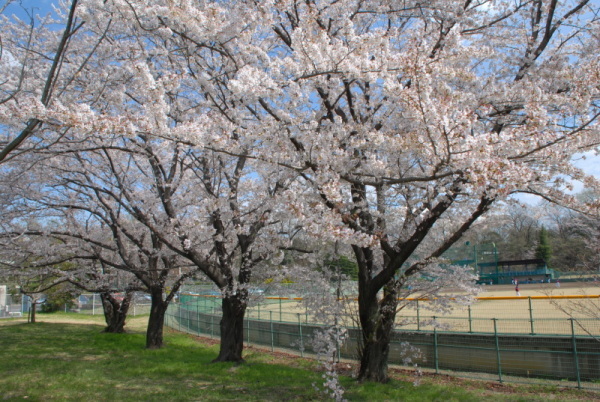 東松山野球場の桜の写真
