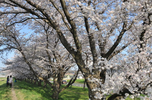 小松原町市野川堤防の桜の写真