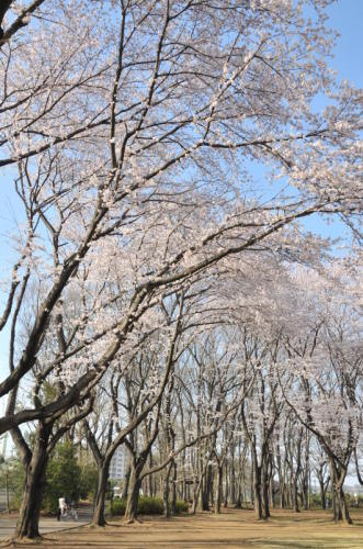 岩鼻運動公園の桜の写真
