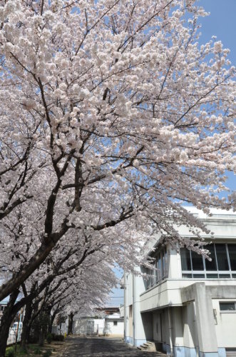 松山第一小学校の桜の写真