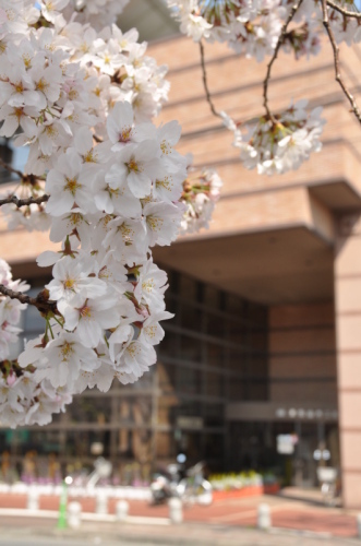 下沼公園の桜の写真