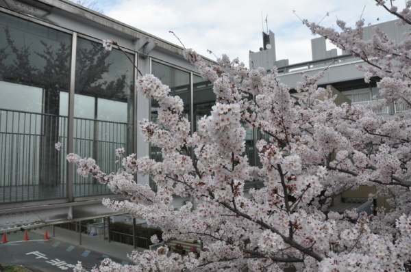 東松山市役所の桜の写真