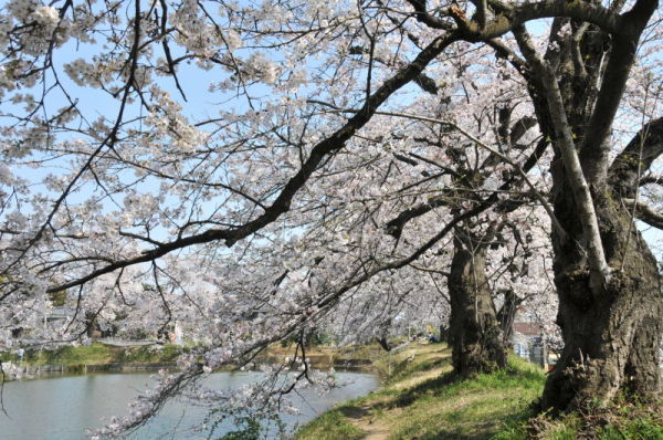不動沼の桜の写真1