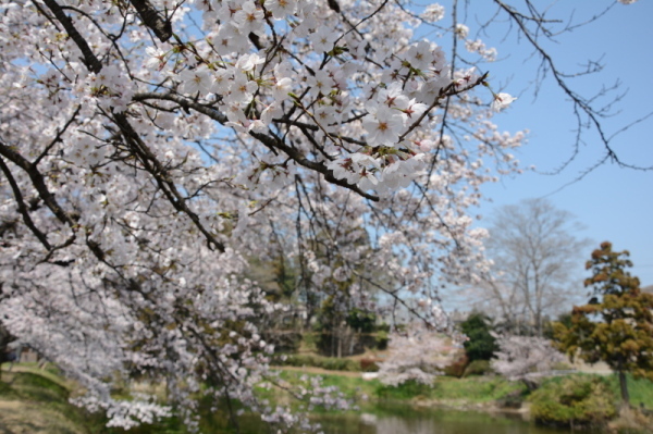 不動沼の桜の写真2