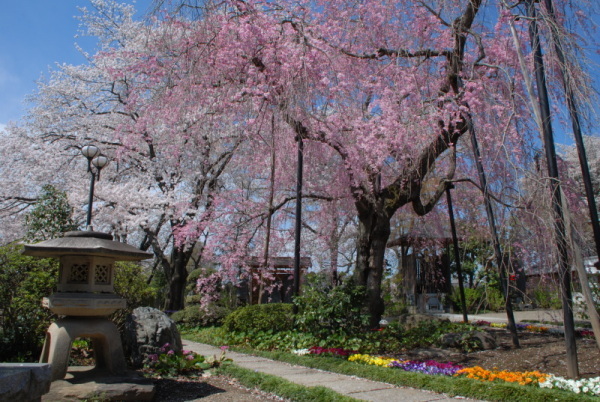 浄光寺の桜の写真