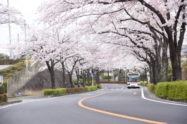 白山中学校の桜の写真