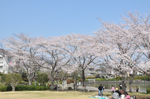 松風公園の桜の写真