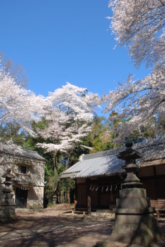 唐子神社の桜の写真