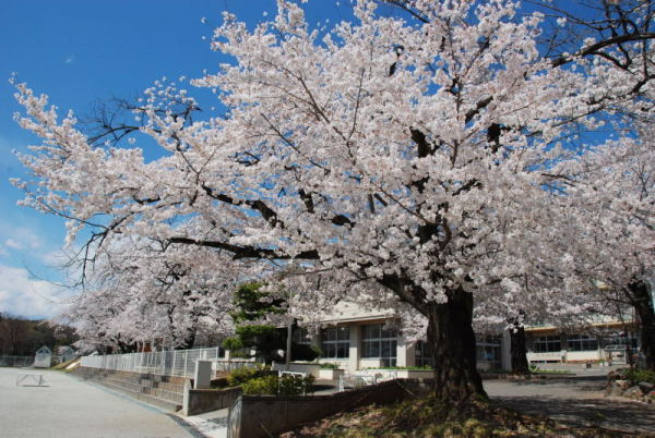 大岡小学校の桜の写真