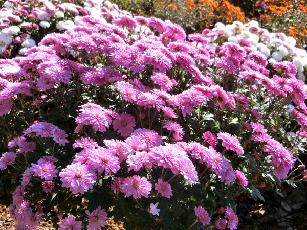 小さな菊が重なり合いざるを伏せたような形で咲く「ざる菊」の写真