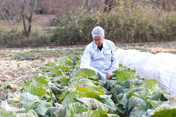 キャベツを見る砂川さんの写真