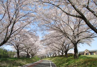 農林公園の桜と丘の上のカフェの写真
