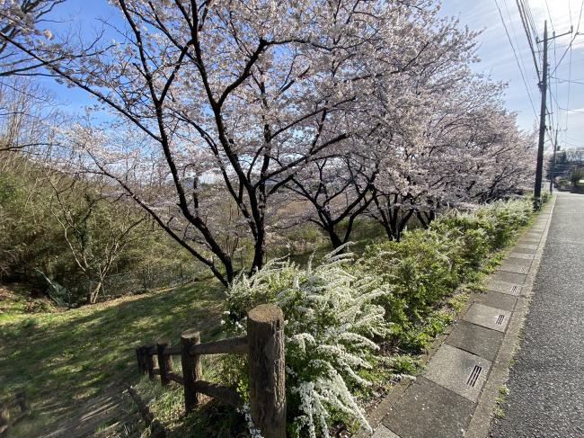 殿山緑地の桜の画像