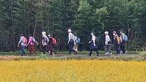 稲穂が実る中を歩く