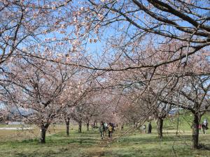 桜並木