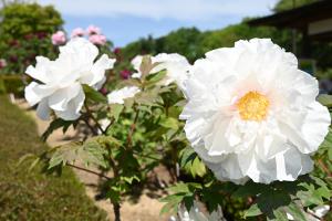 東松山ぼたん園写真①