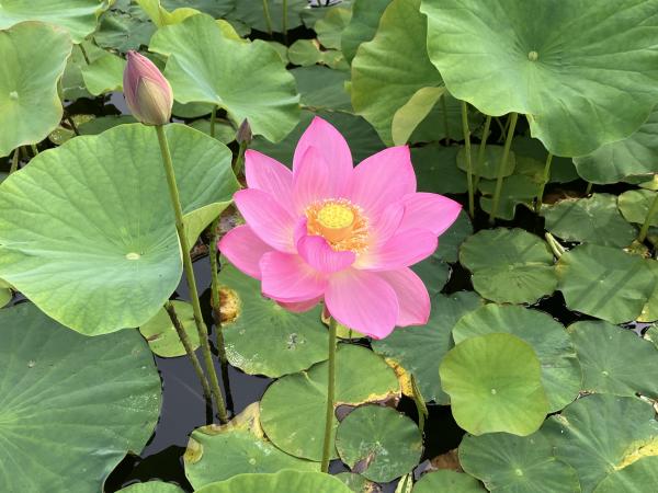 古代蓮の花（開花状況）
