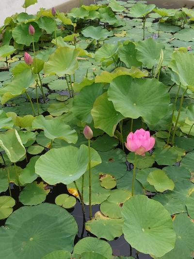 古代蓮の花（つぼみ）