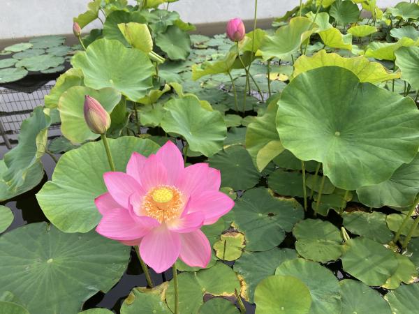 古代蓮の花（開花状況とつぼみ）